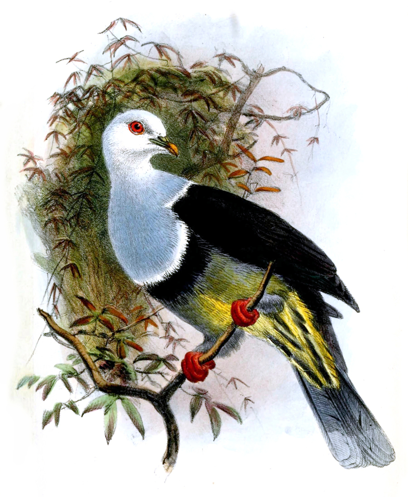 Ptilinopus cinctus albocinctus by Joseph Wolf - Ptilinopus albocinctus (banded fruit dove).jpg