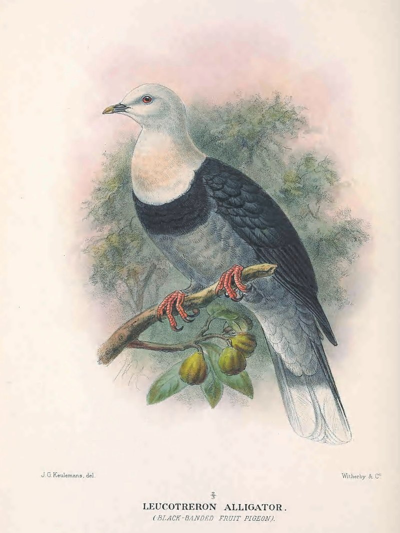Ptilinopus cinctus albocinctus by Joseph Wolf - Ptilinopus albocinctus (banded fruit dove).jpg