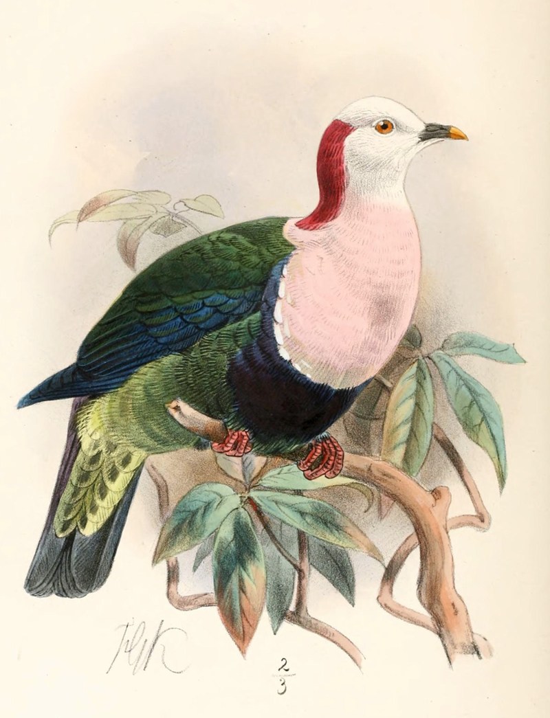 PtilinopusDohertyiKeulemans - Ptilopus dohertyi = Ptilinopus dohertyi (red-naped fruit dove).jpg
