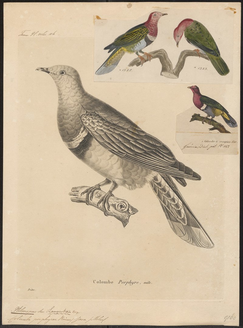 Ptilinopus roseicollis - 1700-1880 - Print - Iconographia Zoologica - Special Collections University of Amsterdam - UBA01 IZ15600081.Ptilinopus roseicollis = Ptilinopus porphyreus (pink-headed fruit dove).jpg