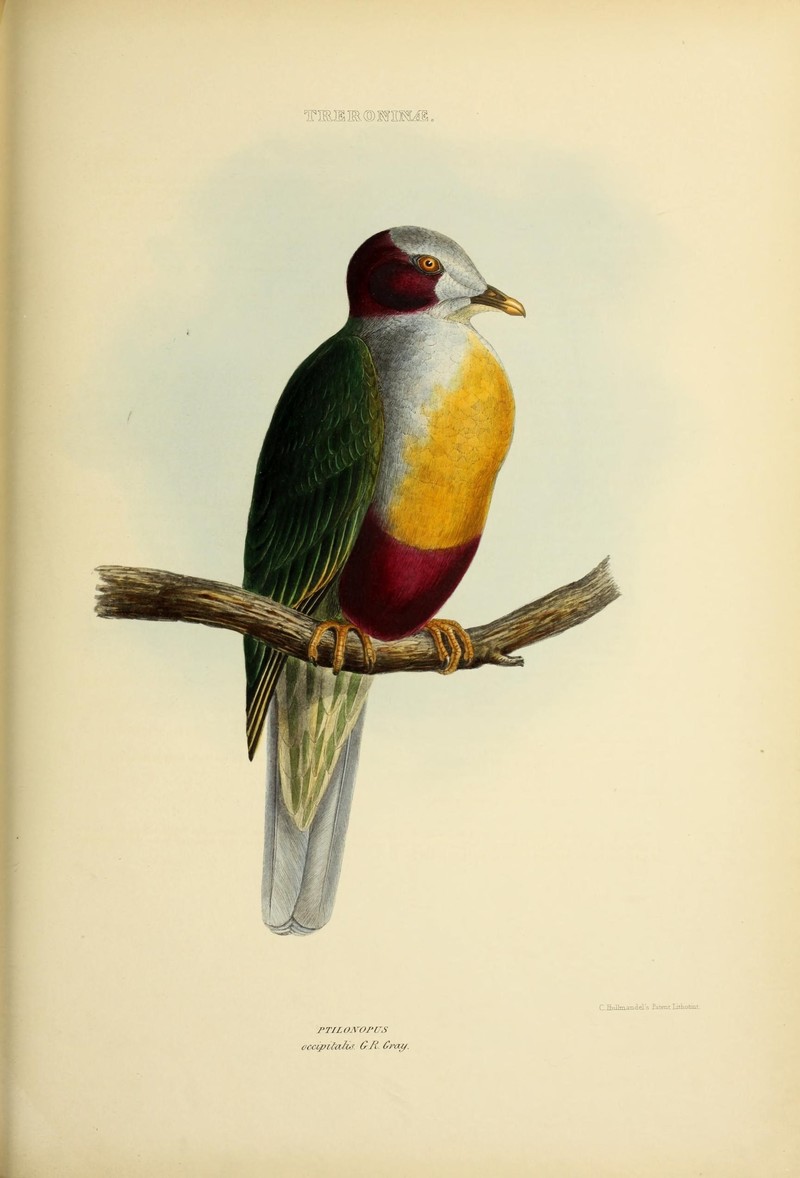The genera of birds (19176610955) - Ptilonopus occipitalis = Ptilinopus occipitalis (yellow-breasted fruit dove).jpg