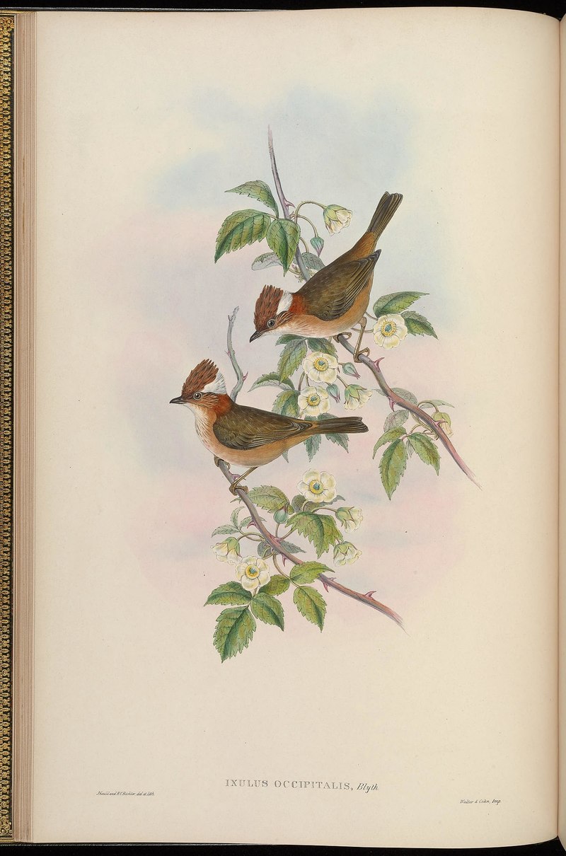 BirdsAsiaJohnGoIVGoul 0056 - Ixulus occipitalis = Yuhina bakeri (white-naped yuhina).jpg