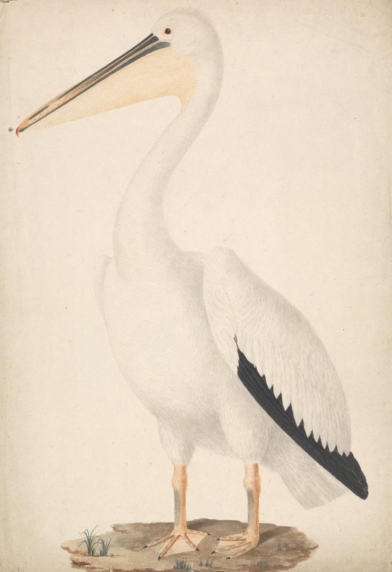 James Bruce - Pelecanus onocrotalus (Great White Pelican) - B1977.14.9137 - Yale Center for British Art.jpg