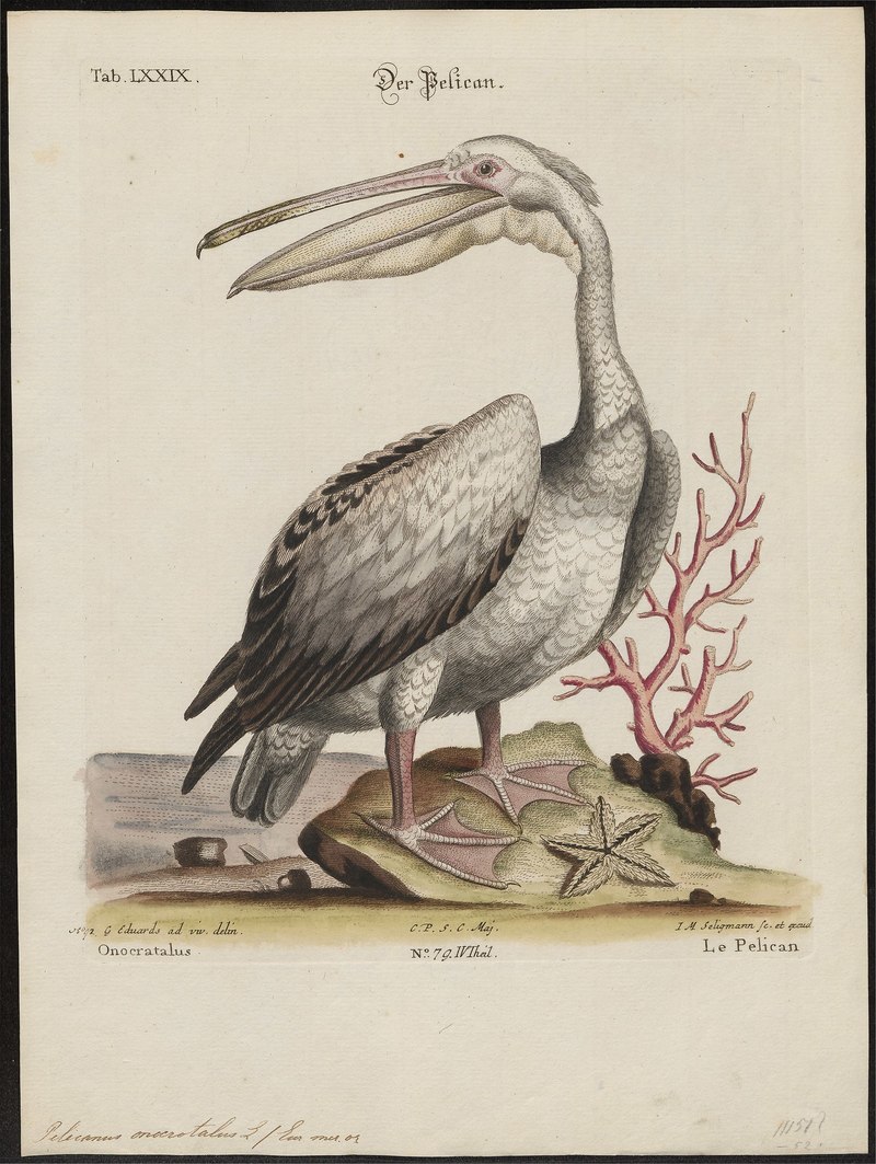 Pelecanus onocrotalus - 1700-1880 - Print - Iconographia Zoologica - Special Collections University of Amsterdam - UBA01 IZ18000151.Great White Pelican.jpg