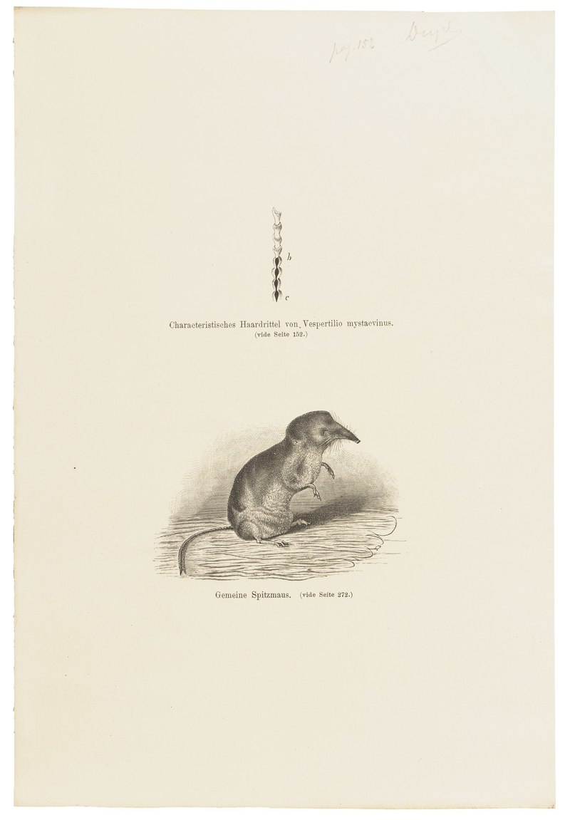 Vespertilio mystacinus - haar - 1700-1880 - Print - Iconographia Zoologica - Special Collections University of Amsterdam - UBA01 IZ20900133.common shrew (Sorex araneus).jpg