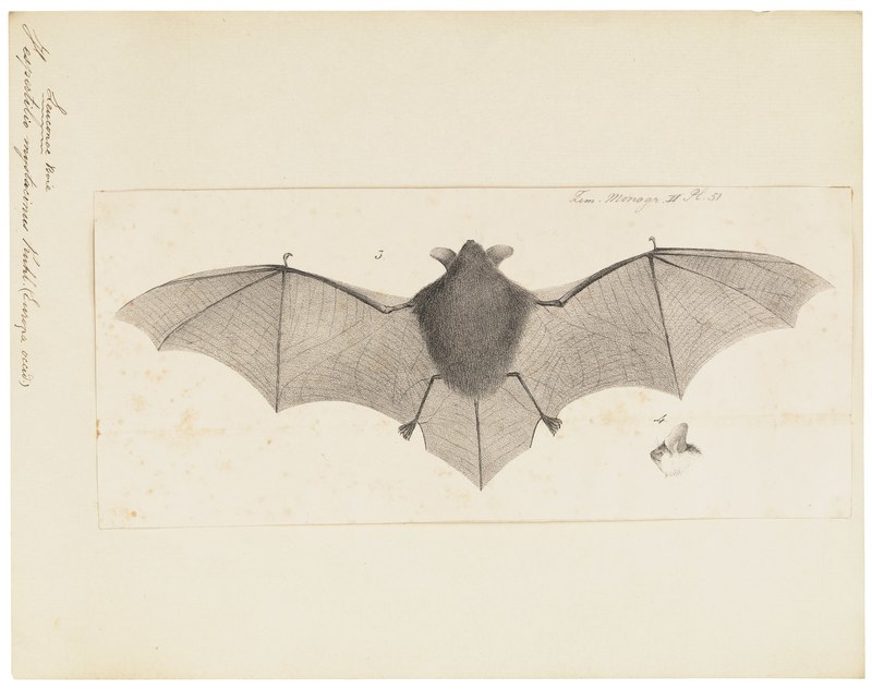 Vespertilio mystacinus - 1700-1880 - Print - Iconographia Zoologica - Special Collections University of Amsterdam - UBA01 IZ20800131.Myotis mystacinus (whiskered bat).jpg