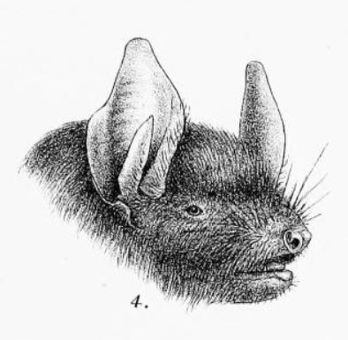 Myotis montivagus - Burmese whiskered bat (Myotis montivagus).jpg
