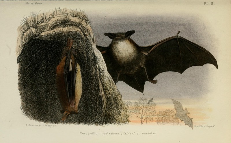 Faune des vertébrés de la Suisse (Pl. II) (7979670768) - Vespertilio mystacinus = Myotis mystacinus (whiskered bat).jpg