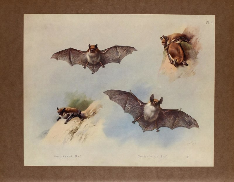 British mammals (Pl. 6) BHL48418496 - Whiskered Bat (Myotis mystacinus) & Bechstein's Bat (Myotis bechsteinii).jpg