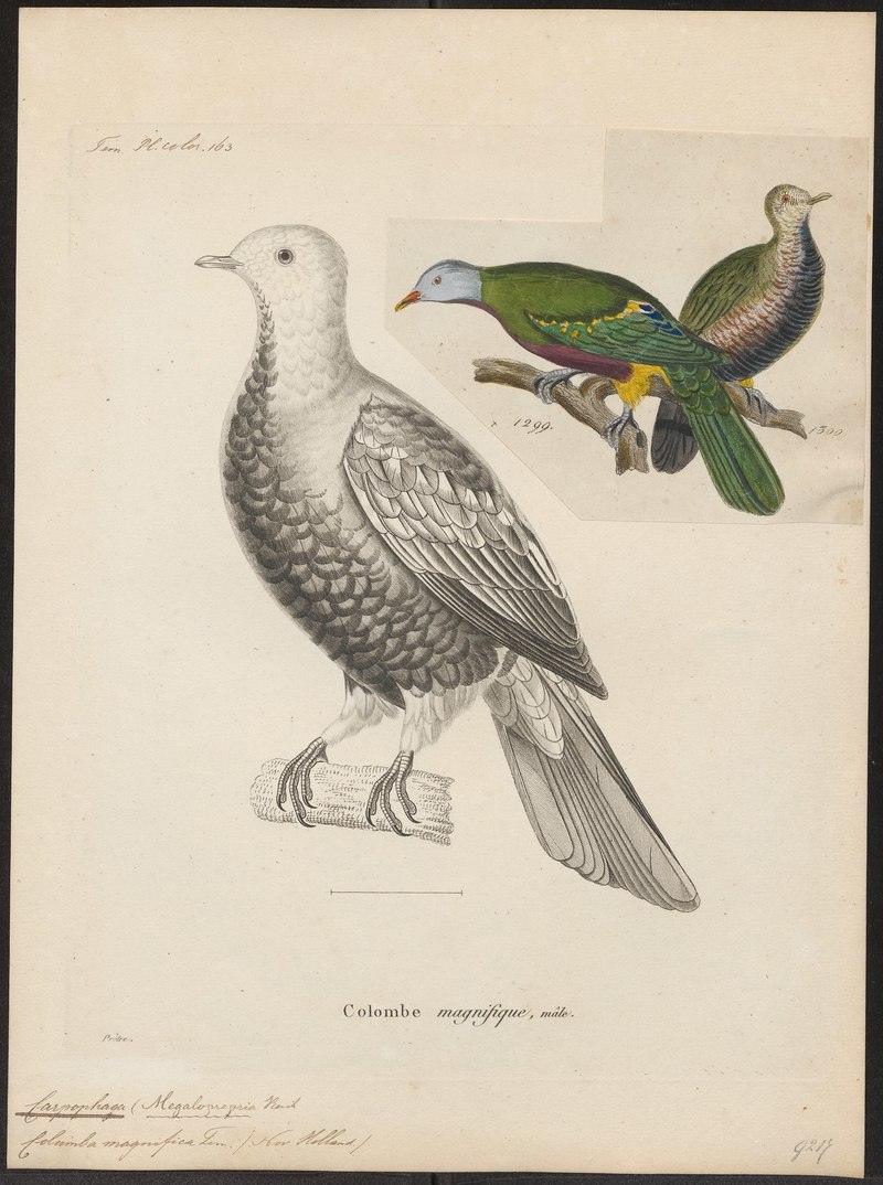 Carpophaga magnifica - 1700-1880 - Print - Iconographia Zoologica - Special Collections University of Amsterdam - UBA01 IZ15600135.Ptilinopus magnificus (wompoo fruit dove).jpg