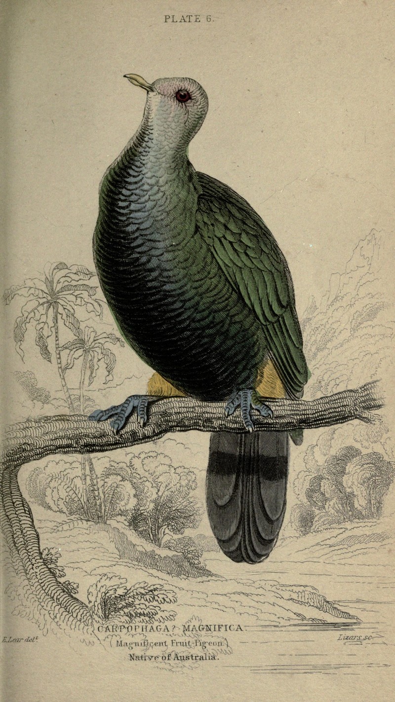 Pigeons (Plate 6) (6976182765) - Carpophaga magnifica = Ptilinopus magnificus (wompoo fruit dove).jpg