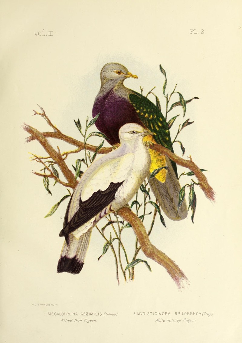 The birds of Australia (16242714604) - Ptilinopus magnificus assimilis (wompoo fruit dove), Torresian imperial pigeon (Ducula spilorrhoa).jpg
