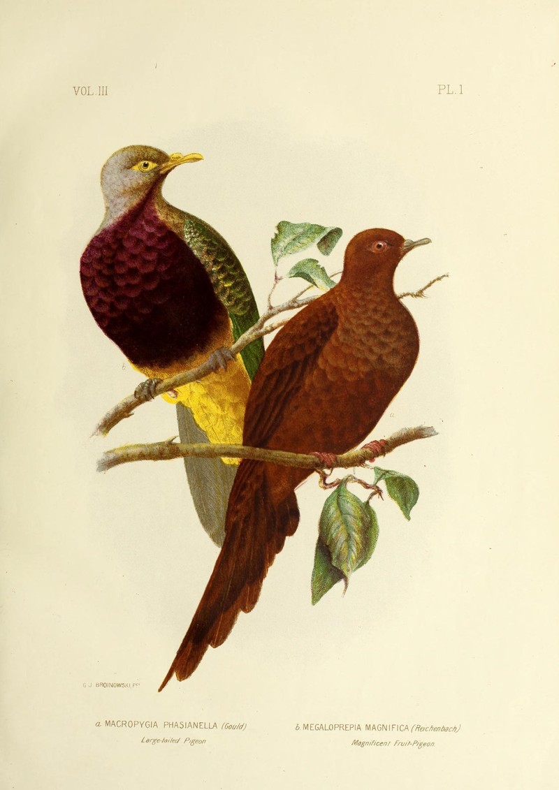 The birds of Australia (16677688070) - brown cuckoo-dove (Macropygia phasianella) & Ptilinopus magnificus (wompoo fruit dove).jpg