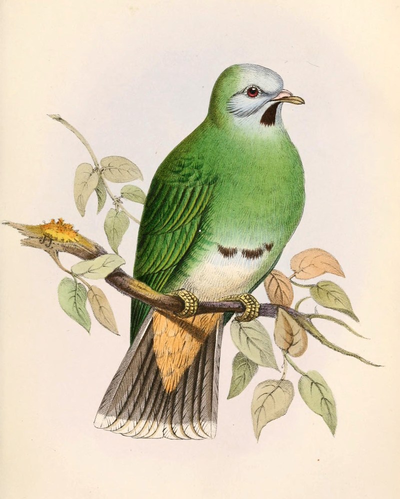 Ptilinopus leclancheri gironieri 1862 - Leucotreron gironieri (Palawan black-chinned fruit dove).jpg