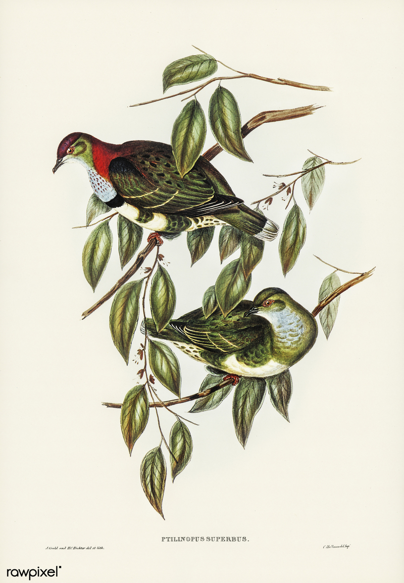 Bird illustration by Elizabeth Gould for Birds of Australia, digitally enhanced from rawpixel's own facsimile book398 - superb fruit dove (Ptilinopus superbus).jpg
