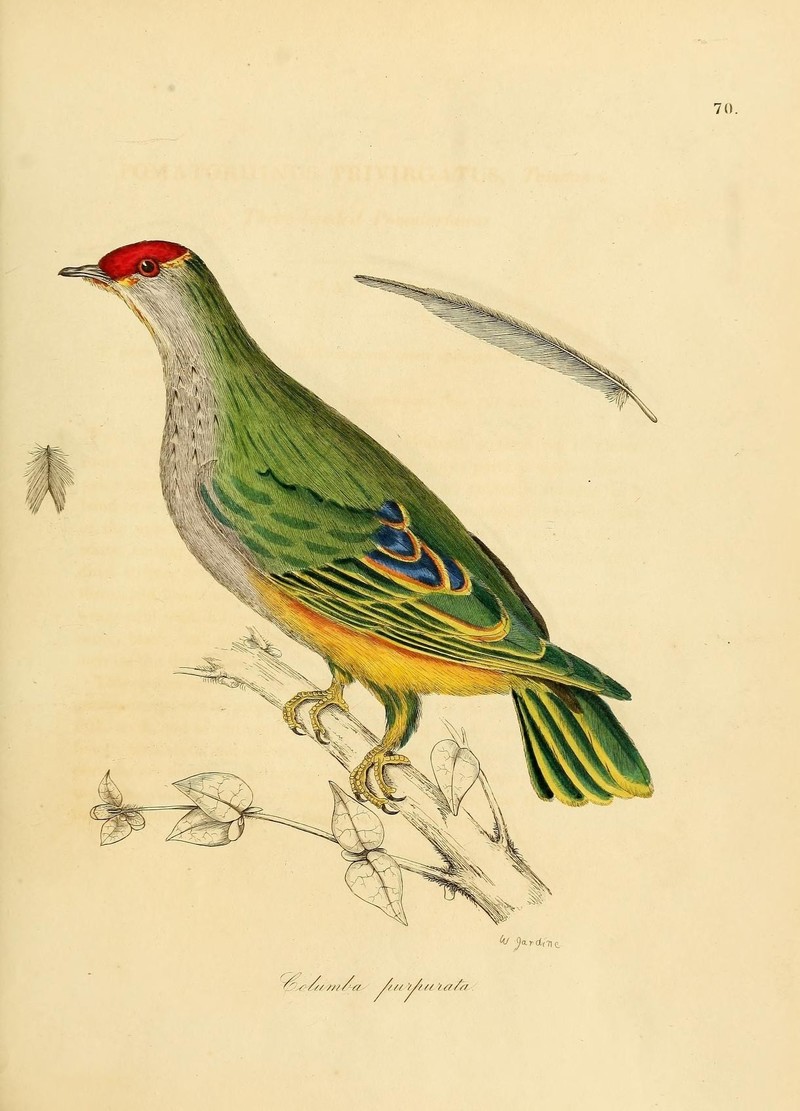 Illustrations of ornithology (Color Plate 70) (7747989928) - Superb fruit dove (Ptilinopus superbus).jpg