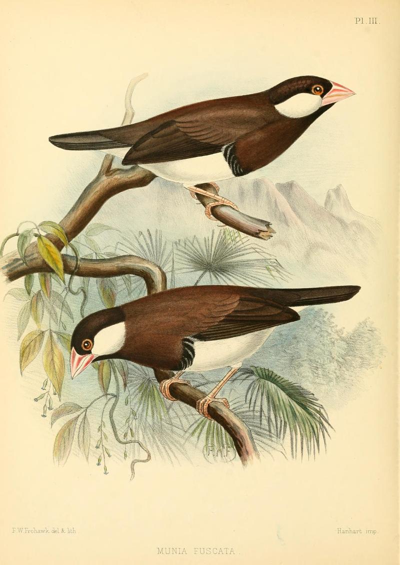 monographofweave00bartle 0126 - Munia fuscata = Padda fuscata (Timor dusky sparrow).jpg