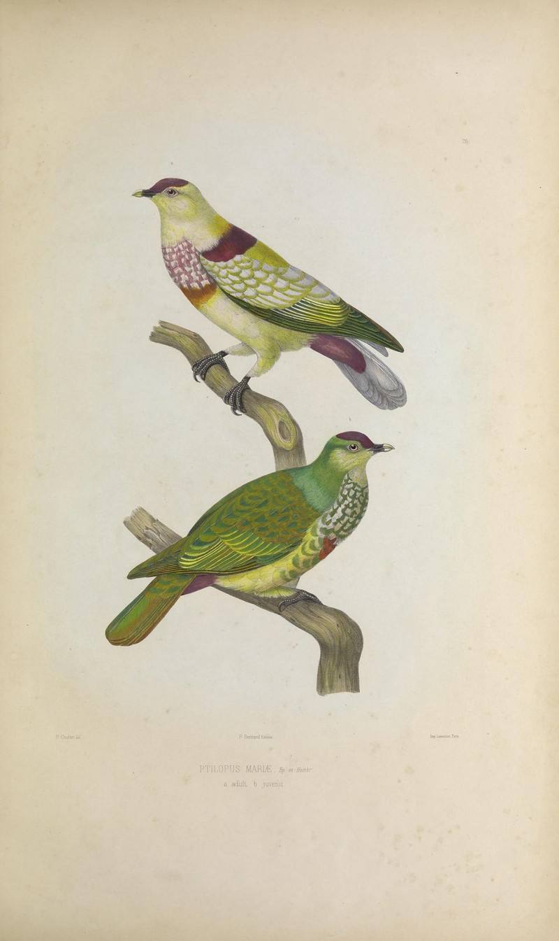 Iconographie des pigeons (Pl. IV) (8100059032) - Ptilopus mariae = Ptilinopus perousii mariae (many-colored fruit dove).jpg