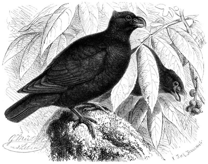 Didunculus strigirostris - tooth-billed pigeon.jpg
