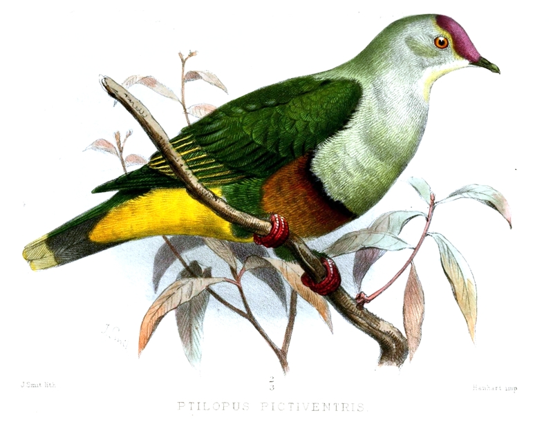 Ptilopus Pictiventris Smit - Ptilinopus porphyraceus fasciatus (crimson-crowned fruit dove).jpg
