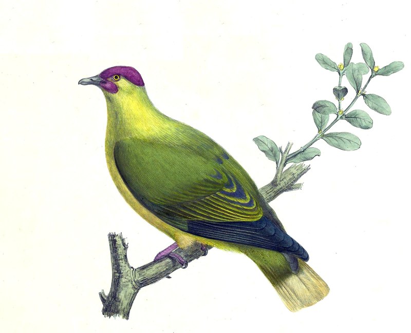 Ptilopus mercierii = Ptilinopus mercierii mercierii (red-moustached fruit dove).jpg