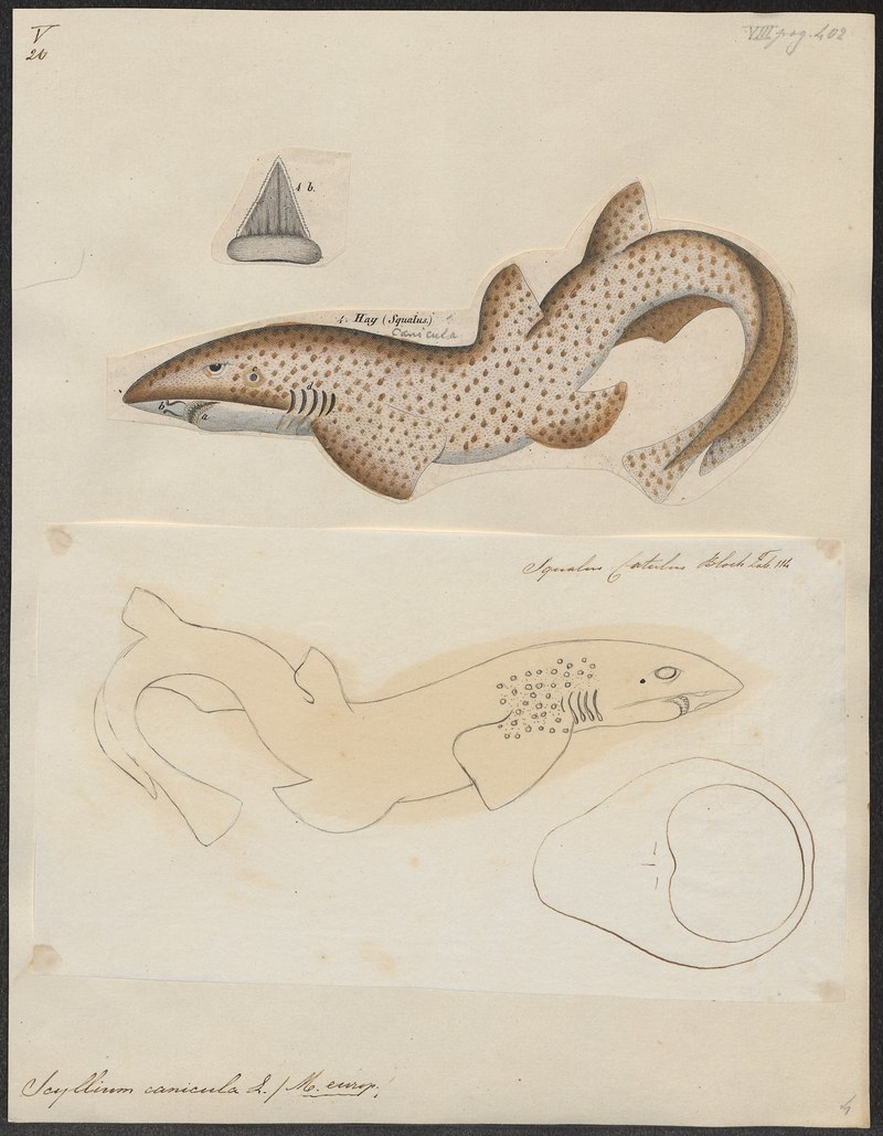 Scyllium canicula - 1700-1880 - Print - Iconographia Zoologica - Special Collections University of Amsterdam - UBA01 IZ14100111.Scyliorhinus canicula (small-spotted catshark, lesser-spotted dogfish).jpg