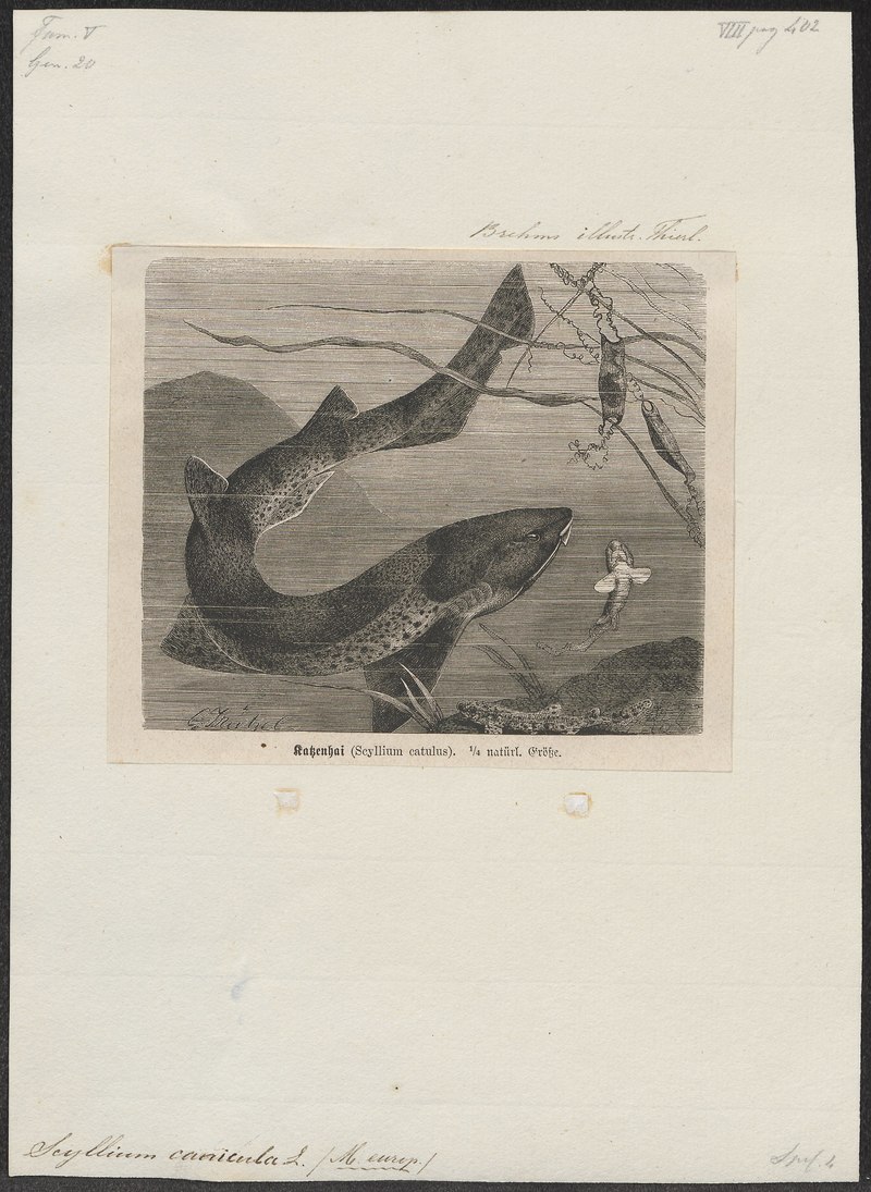 Scyllium canicula - 1700-1880 - Print - Iconographia Zoologica - Special Collections University of Amsterdam - UBA01 IZ14100109.Scyliorhinus stellaris (nursehound, large-spotted catshark).jpg