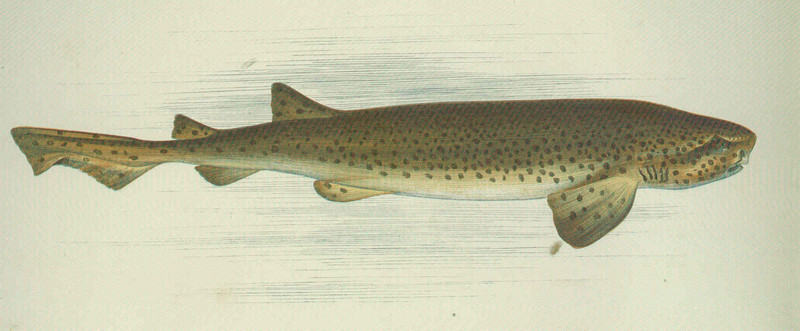 FMIB 46032 Nurse Hound Bounce and Catfish - Scyliorhinus canicula (small-spotted catshark, lesser-spotted dogfish).jpg