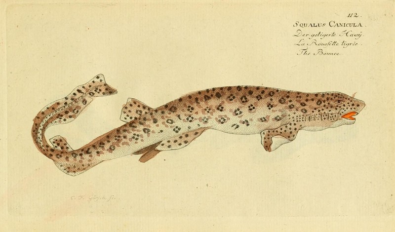 Ichthyologie; ou, Histoire naturelle des poissons (Plate 112) (6918377788) - Scyliorhinus canicula (small-spotted catshark, lesser-spotted dogfish).jpg