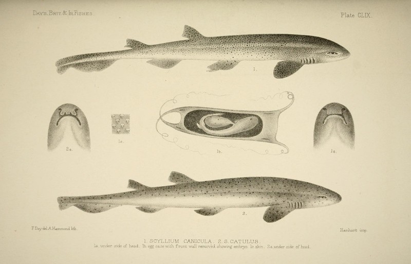 The fishes of Great Britain and Ireland (Plate CLIX) (6935023845) - Squalus canicula = Scyliorhinus canicula (small-spotted catshark), Scyllium catulus = Scyliorhinus stellaris (nursehound, large-spotted catshark).jpg
