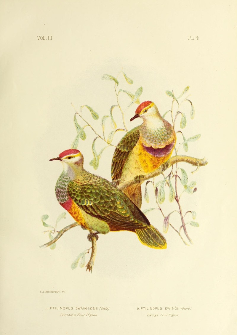 The birds of Australia (16863926602) - Ptilinopus swainsonii = Ptilinopus ewingii = Ptilinopus regina (rose-crowned fruit dove).jpg