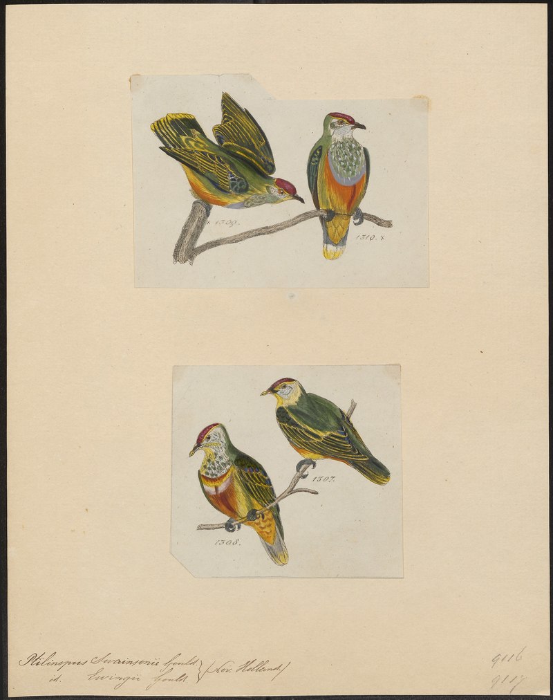 Ptilinopus spec. - 1700-1880 - Print - Iconographia Zoologica - Special Collections University of Amsterdam - UBA01 IZ15600041.Ptilinopus regina (rose-crowned fruit dove).jpg