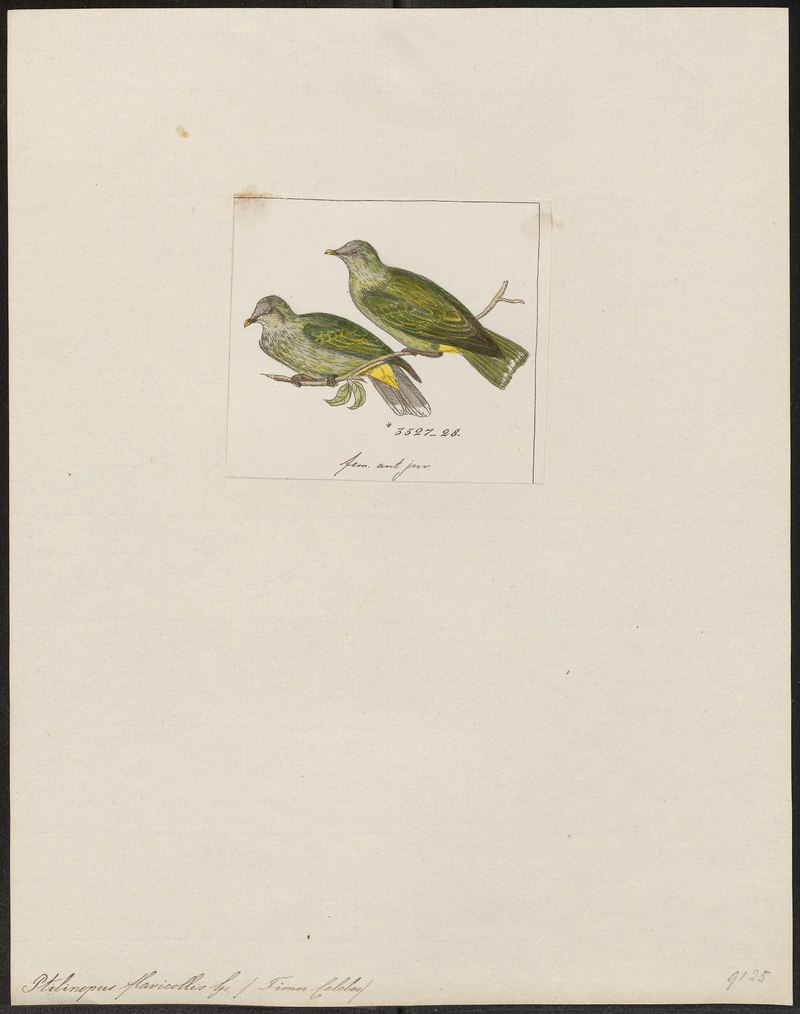 Ptilinopus flavicollis - 1820-1860 - Print - Iconographia Zoologica - Special Collections University of Amsterdam - UBA01 IZ15600045.Ptilinopus regina flavicollis (rose-crowned fruit dove).jpg