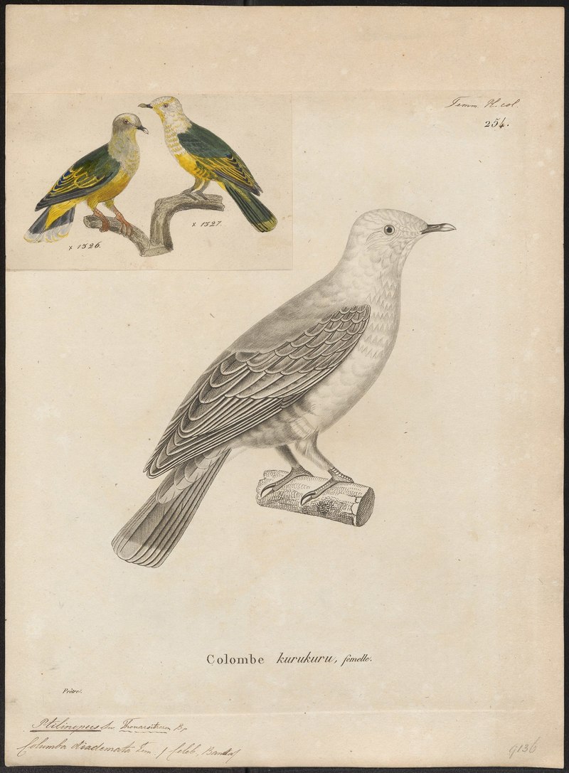 Ptilinopus xanthogaster - 1700-1880 - Print - Iconographia Zoologica - Special Collections University of Amsterdam - UBA01 IZ15600051.Ptilinopus regina xanthogaster (rose-crowned fruit dove).jpg