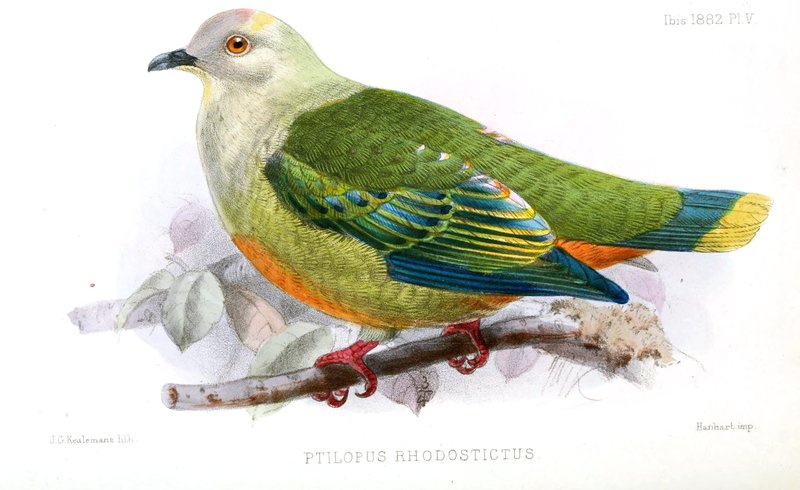 Ptilopus Rhodostictus Keulemans - Ptilinopus richardsii (silver-capped fruit dove).jpg