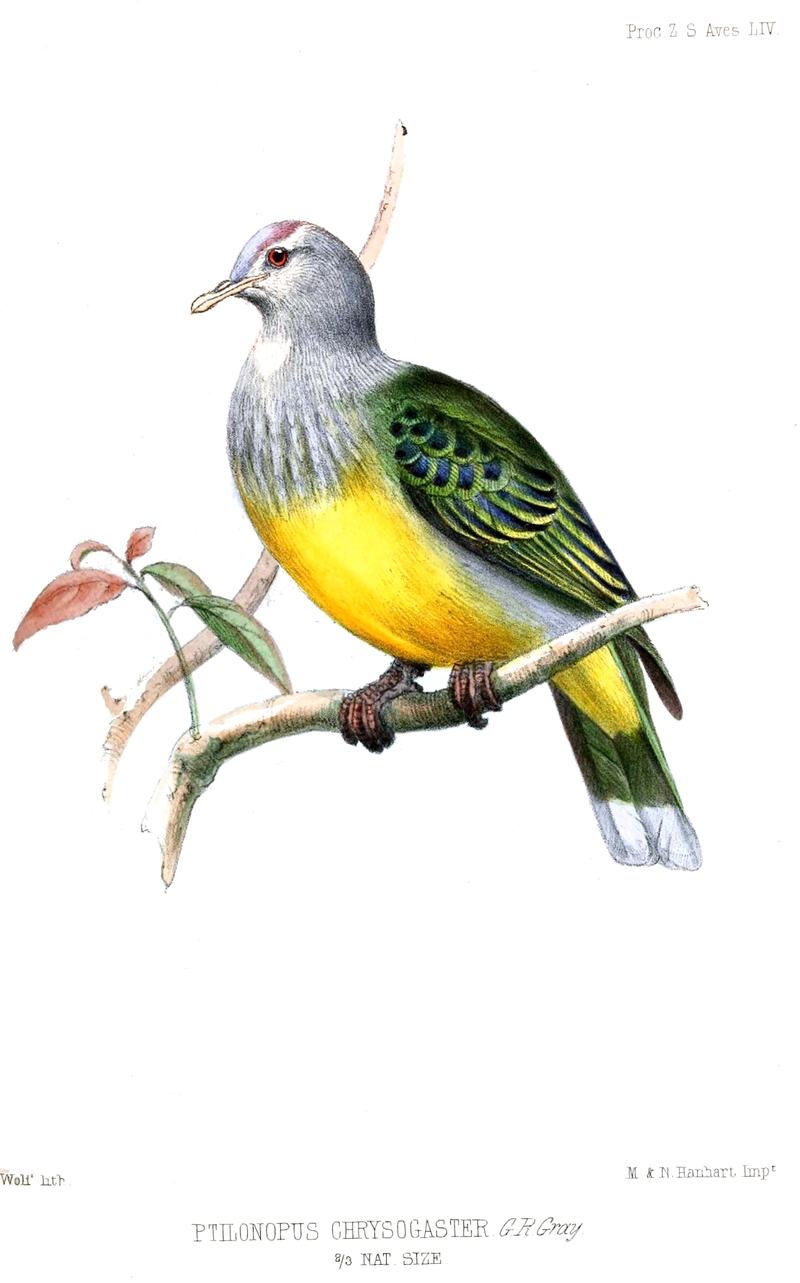 Ptilonopus Chrysogaster Wolf - Ptilinopus purpuratus chrysogaster (grey-green fruit dove).jpg