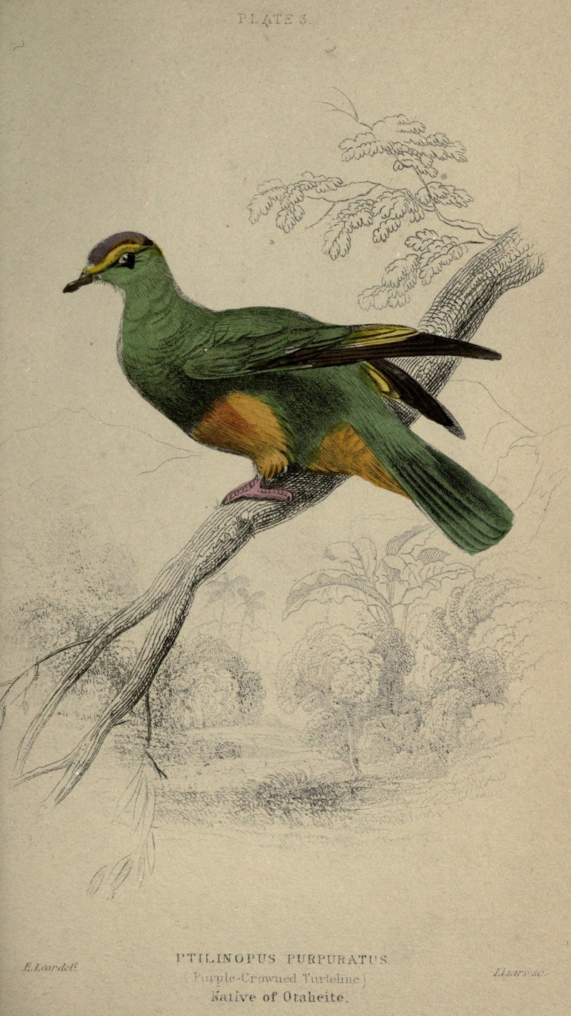 Pigeons (Plate 3) (6976179735) - Ptilinopus purpuratus (Purple-Crowned Turteline = grey-green fruit dove).jpg