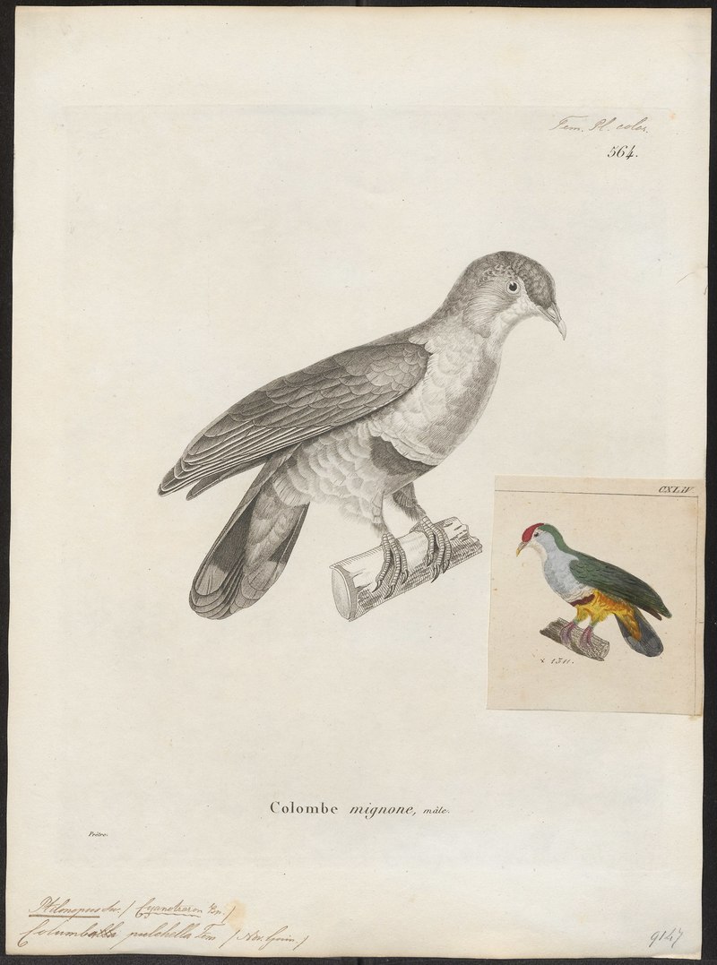 Ptilinopus pulchellus - 1700-1880 - Print - Iconographia Zoologica - Special Collections University of Amsterdam - UBA01 IZ15600071.beautiful fruit dove.jpg