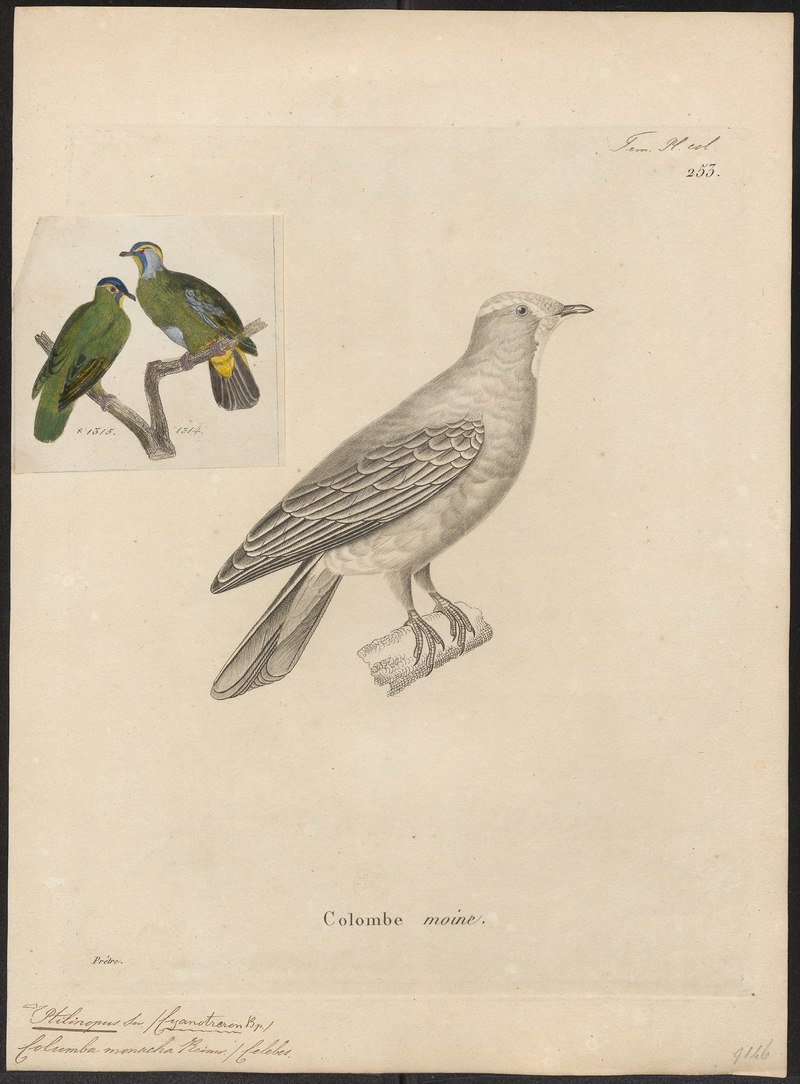 Ptilinopus monachus - 1700-1880 - Print - Iconographia Zoologica - Special Collections University of Amsterdam - UBA01 IZ15600069.Ptilinopus monacha (blue-capped fruit dove).jpg