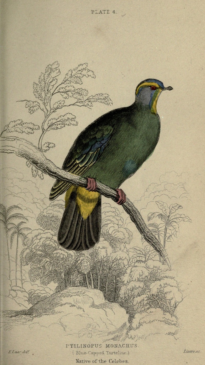 Pigeons (Plate 4) (6976180713) - blue-capped fruit dove (Ptilinopus monacha).jpg
