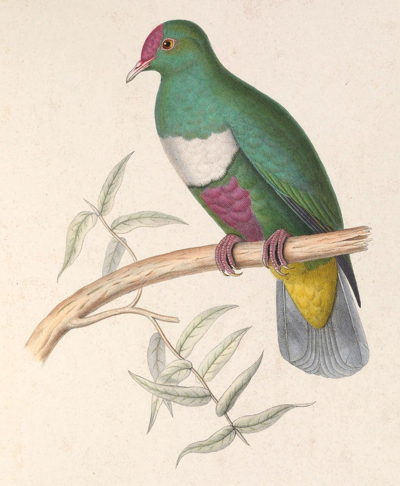 Ptilinopus rivoli 1849 - Columba rivoli, white-bibbed fruit dove.jpg