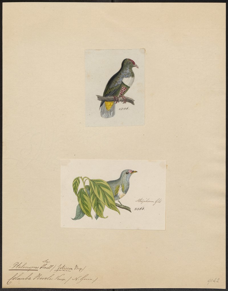 Ptilinopus rivolii - 1700-1880 - Print - Iconographia Zoologica - Special Collections University of Amsterdam - UBA01 IZ15600061.Ptilinopus rivoli (white-bibbed fruit dove).jpg