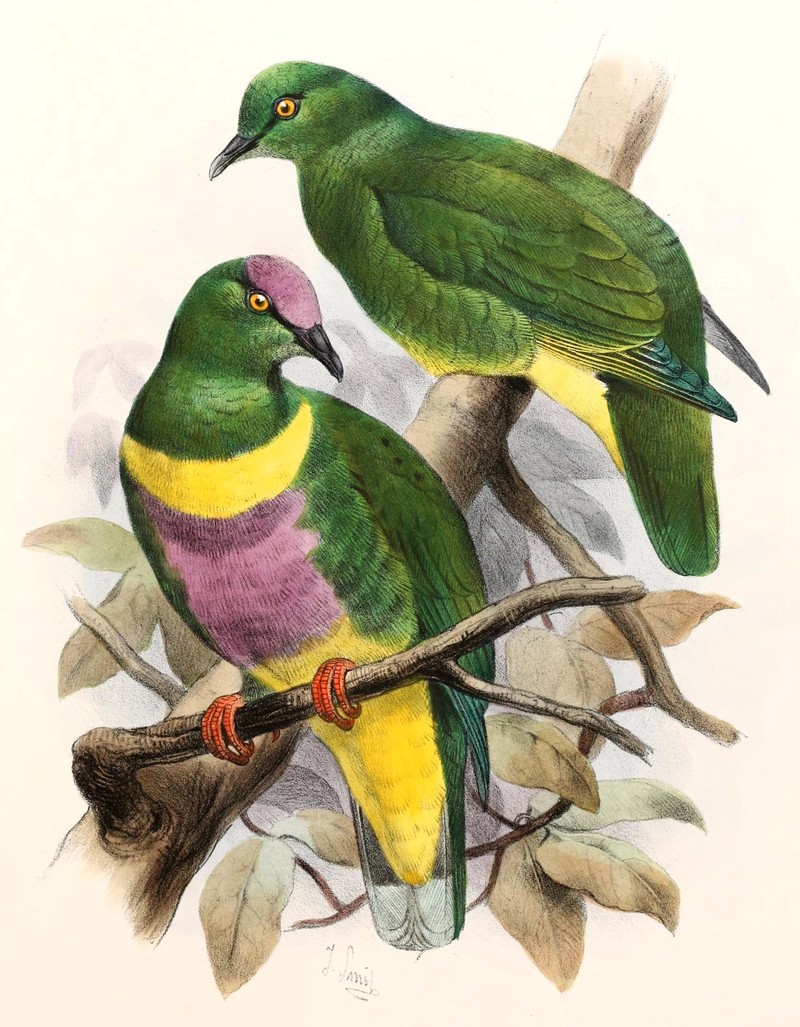 Ptilinopus solomonensis johannis Smit - Ptilopus johannis, yellow-bibbed fruit dove.jpg