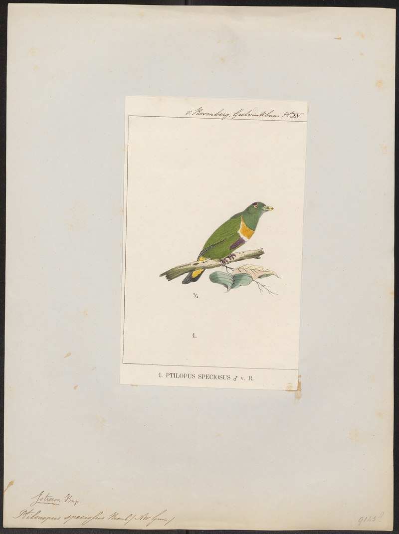 Ptilinopus speciosus - 1875 - Print - Iconographia Zoologica - Special Collections University of Amsterdam - UBA01 IZ15600067.Ptilinopus speciosus (Geelvink fruit dove).jpg