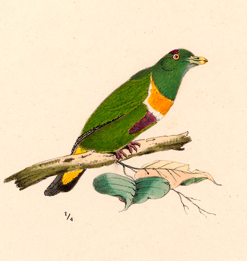 Ptilopus speciosus - 1875 - Print - Iconographia Zoologica - Special Collections University of Amsterdam - UBA01 IZ15600067.Ptilinopus speciosus (Geelvink fruit dove).jpg