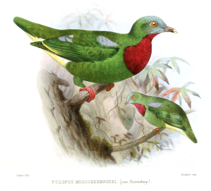 Ptilopus Musschenbroeki Smit - Ptilinopus viridis (claret-breasted fruit dove).jpg