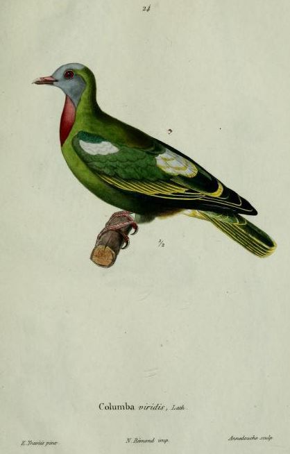 Columba viridis = Ptilinopus viridis (claret-breasted fruit dove).jpg