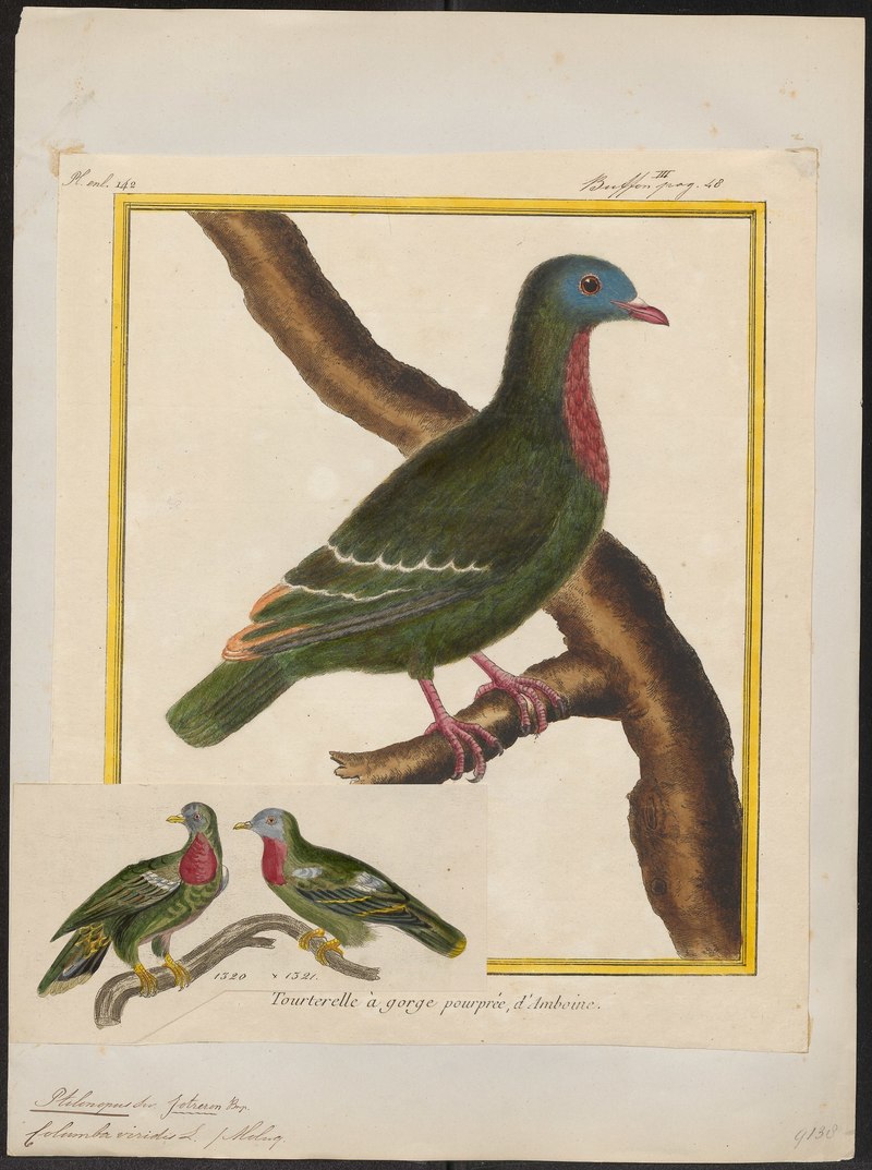 Ptilinopus viridis - 1700-1880 - Print - Iconographia Zoologica - Special Collections University of Amsterdam - UBA01 IZ15600055.claret-breasted fruit dove.jpg