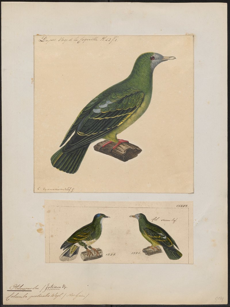 Ptilinopus pectoralis - 1700-1880 - Print - Iconographia Zoologica - Special Collections University of Amsterdam - UBA01 IZ15600057.Ptilinopus viridis pectoralis (claret-breasted fruit dove).jpg