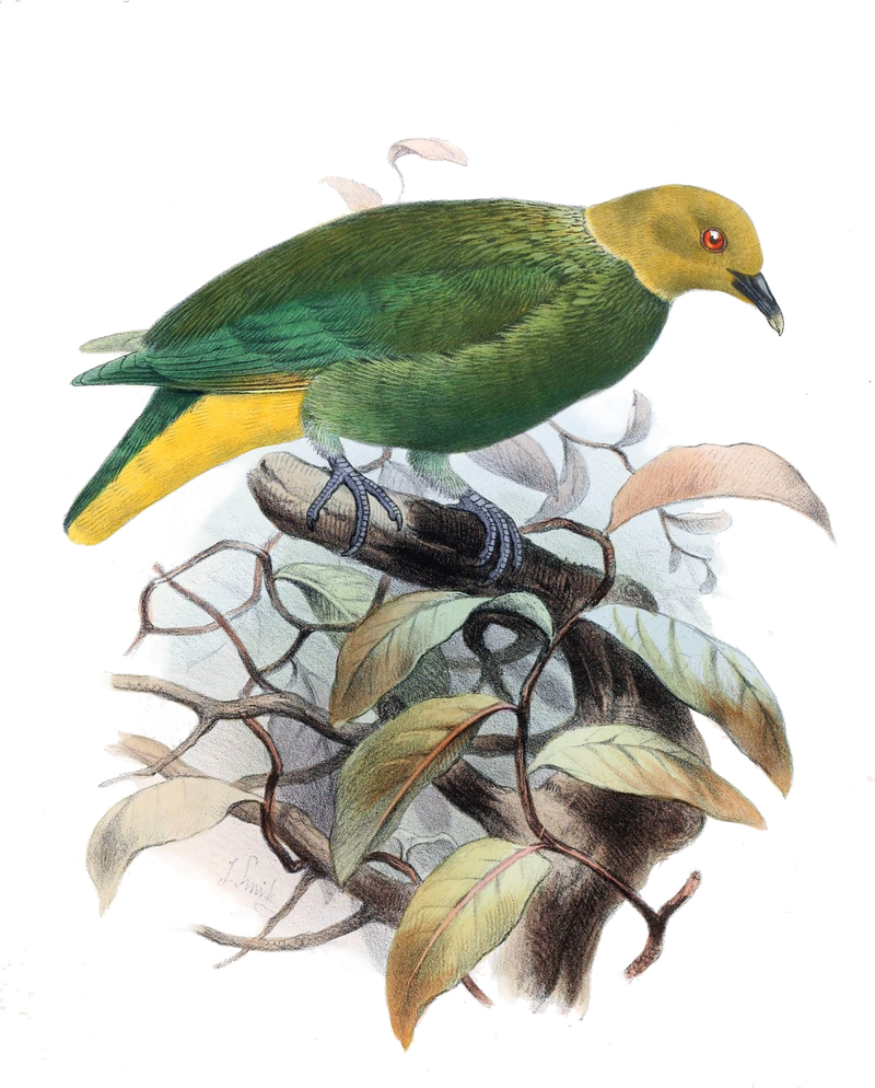 Chrysoenas layardi = Ptilinopus layardi (whistling fruit dove).jpg